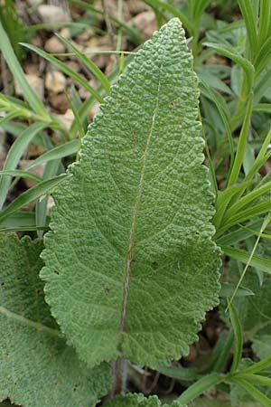 Salvia nemorosa \ Hain-Salbei, Steppen-Salbei, A Perchtoldsdorf 7.5.2022