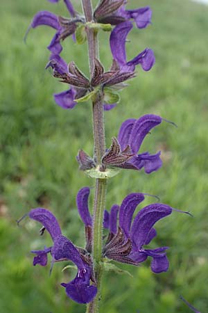 Salvia nemorosa \ Hain-Salbei, Steppen-Salbei / Balkan Clary, A Perchtoldsdorf 7.5.2022
