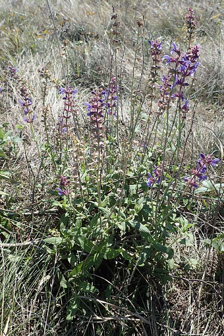 Salvia nemorosa \ Hain-Salbei, Steppen-Salbei / Balkan Clary, A Seewinkel, Apetlon 23.9.2022