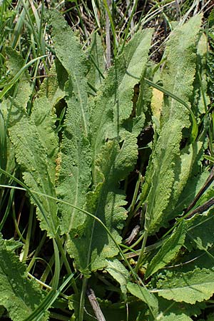 Salvia nemorosa \ Hain-Salbei, Steppen-Salbei / Balkan Clary, A Seewinkel, Podersdorf 28.9.2022