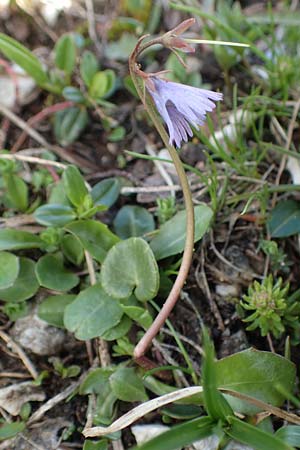 Soldanella alpina / Alpine Snowbell, A Schneealpe 30.6.2020