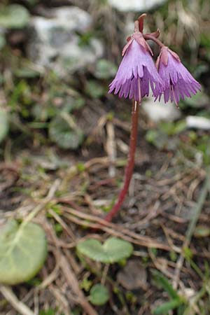 Soldanella alpina / Alpine Snowbell, A Schneealpe 30.6.2020