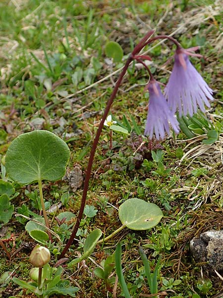 Soldanella alpina \ Alpenglckchen, A Schneealpe 30.6.2020