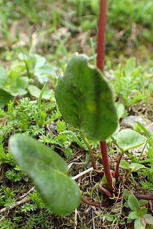 Soldanella alpina / Alpine Snowbell, A Schneealpe 30.6.2020