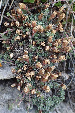 Saxifraga oppositifolia subsp. oppositifolia \ Gegenblättriger Steinbrech / Purple Saxifrage, A Pusterwald, Eiskar 29.6.2021