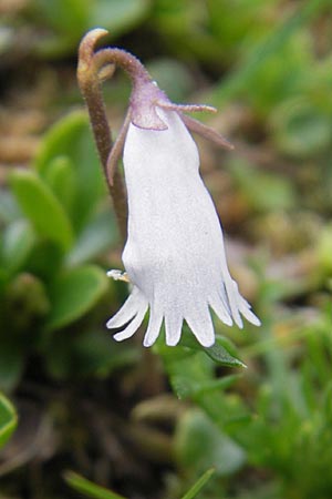 Soldanella pusilla / Dwarf Soldanella, Dwarf Snowbell, A Carinthia, Petzen 2.7.2010