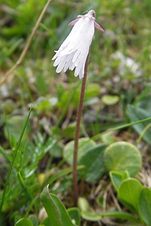 Soldanella pusilla \ Kleines Alpenglckchen / Dwarf Soldanella, Dwarf Snowbell, A Kärnten/Carinthia, Petzen 2.7.2010