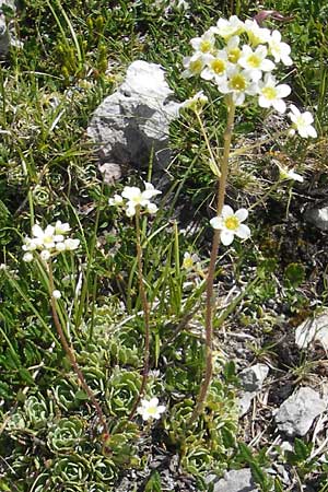 Saxifraga paniculata / Livelong Saxifrage, A Dachstein 20.7.2010