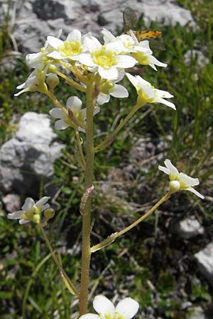 Saxifraga paniculata \ Rispen-Steinbrech, Trauben-Steinbrech / Livelong Saxifrage, A Dachstein 20.7.2010