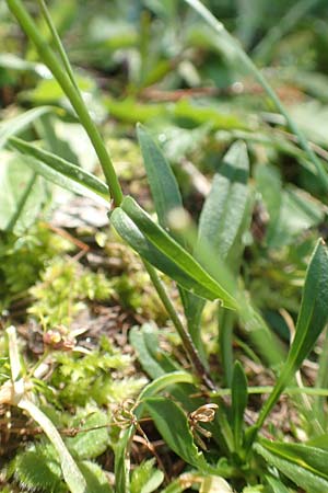 Silene quadrifida / Alpine Catchfly, A Carinthia, Petzen 8.8.2016