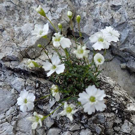 Silene pusilla \ Vierzhniger Strahlensame, Kleines Leimkraut, A Osttirol, Porze 13.7.2019