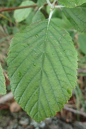 Sorbus pannonica ? \ Pannonische Mehlbeere / Pannonian Whitebeam, A Orthof am Semmering 29.6.2020