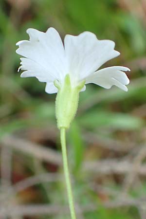 Silene quadrifida \ Alpen-Strahlensame, A Mürzsteg Rosslochklamm 3.7.2020