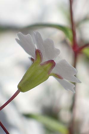 Silene pusilla \ Vierzhniger Strahlensame, Kleines Leimkraut, A Dachstein, Auretskar 7.7.2020