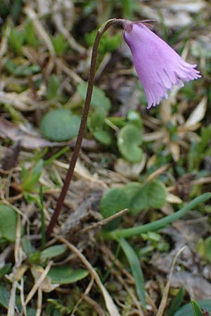 Soldanella pusilla \ Kleines Alpenglckchen, A Wölzer Tauern, Kleiner Zinken 26.6.2021