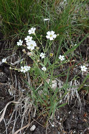 Silene rupestris \ Felsen-Leimkraut, A Seckauer Tauern, Rosenkogel 30.6.2021