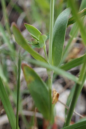 Silene rupestris \ Felsen-Leimkraut, A Seckauer Tauern, Rosenkogel 30.6.2021