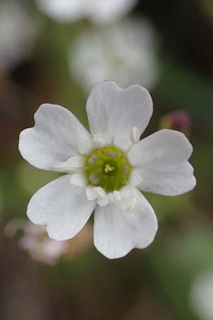 Silene rupestris \ Felsen-Leimkraut, A Seckauer Tauern, Rosenkogel 30.6.2021