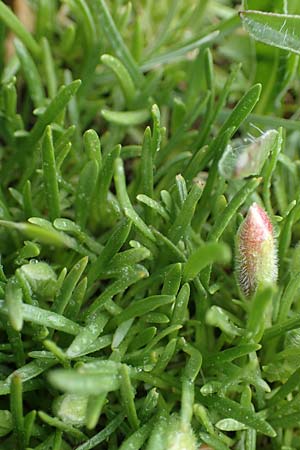 Saponaria pumila \ Niedriges Seifenkraut, A Seckauer Tauern, Brandstätter Törl 1.7.2021