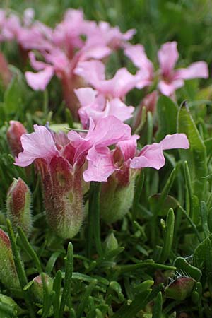 Saponaria pumila \ Niedriges Seifenkraut / Dwarf Soapwort, A Seckauer Tauern, Brandstätter Törl 1.7.2021