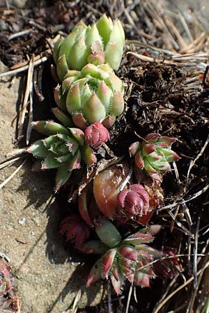 Sempervivum globiferum subsp. hirtum \ Behaarte Fransenhauswurz / Hairy Hen-and-Chicks, A Kraubath (Mur) 25.7.2021