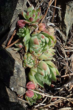 Sempervivum globiferum subsp. hirtum \ Behaarte Fransenhauswurz / Hairy Hen-and-Chicks, A Kraubath (Mur) 25.7.2021