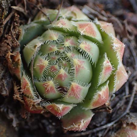 Sempervivum globiferum subsp. hirtum \ Behaarte Fransenhauswurz / Hairy Hen-and-Chicks, A Kraubath (Mur) 25.7.2021