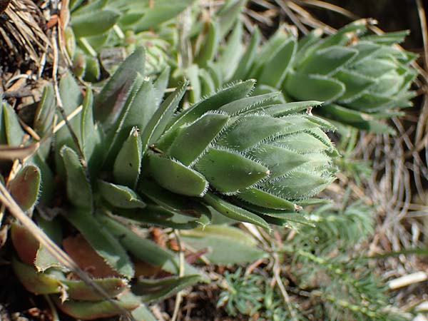 Sempervivum globiferum subsp. hirtum \ Behaarte Fransenhauswurz / Hairy Hen-and-Chicks, A Kraubath (Mur) 25.7.2021