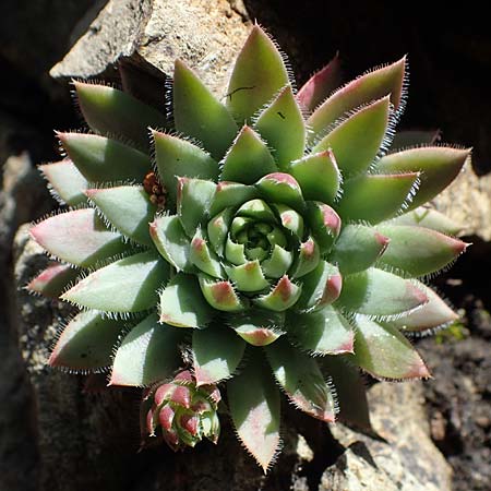 Sempervivum globiferum subsp. hirtum \ Behaarte Fransenhauswurz / Hairy Hen-and-Chicks, A Kraubath (Mur) 25.7.2021