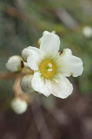 Saxifraga paniculata / Livelong Saxifrage, A Niedere Tauern, Sölk-Pass 26.7.2021