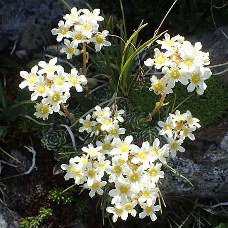 Saxifraga paniculata \ Rispen-Steinbrech, Trauben-Steinbrech / Livelong Saxifrage, A Wölzer Tauern, Hohenwart 29.7.2021