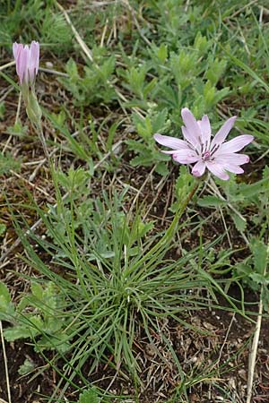Scorzonera purpurea \ Purpur-Schwarzwurzel / Purple Viper's Grass, A Perchtoldsdorf 7.5.2022
