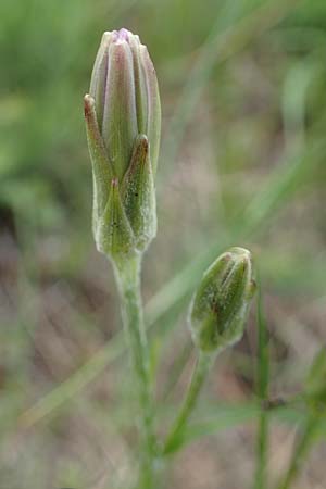 Scorzonera purpurea / Purple Viper's Grass, A Perchtoldsdorf 7.5.2022