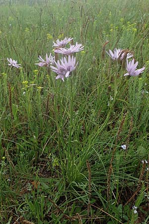 Scorzonera purpurea \ Purpur-Schwarzwurzel / Purple Viper's Grass, A Siegendorf 13.5.2022