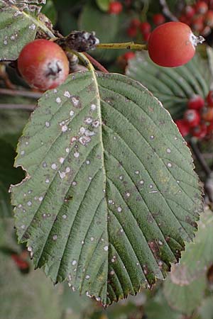 Sorbus aria / Whitebeam, A Hainburg 25.9.2022