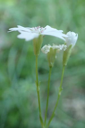 Silene quadrifida / Alpine Catchfly, A Tragöß 30.6.2019