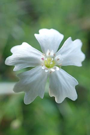 Silene quadrifida / Alpine Catchfly, A Tragöß 30.6.2019