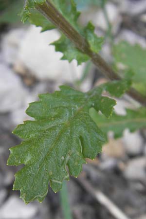 Senecio rupestris \ Felsen-Greiskraut, A Kärnten, Hochobir 1.7.2010