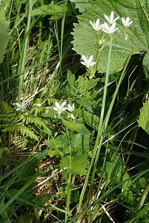 Saxifraga rotundifolia \ Rundblttriger Steinbrech / Round-Leaved Saxifrage, A Rax 28.6.2020