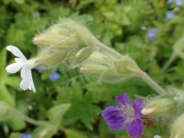 Silene dioica \ Rote Lichtnelke, A Rax 28.6.2020