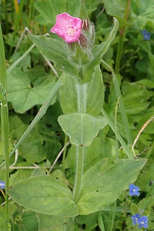 Silene dioica \ Rote Lichtnelke / Red Campion, A Rax 28.6.2020