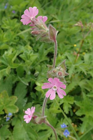 Silene dioica \ Rote Lichtnelke / Red Campion, A Rax 28.6.2020