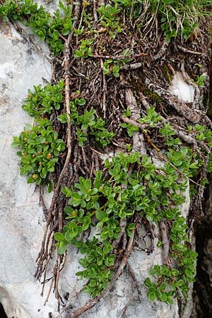 Salix retusa \ Stumpfblttrige Weide / Stunted Willow, A Schneealpe 30.6.2020