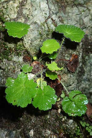 Saxifraga rotundifolia \ Rundblttriger Steinbrech / Round-Leaved Saxifrage, A Mürzsteg Rosslochklamm 3.7.2020