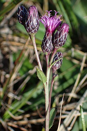 Serratula tinctoria \ Frber-Scharte / Saw Wort, A Seewinkel, Podersdorf 28.9.2022