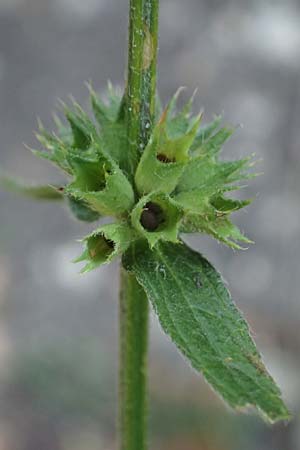 Stachys recta / Yellow Woundwort, A Gumpoldskirchen 9.7.2023