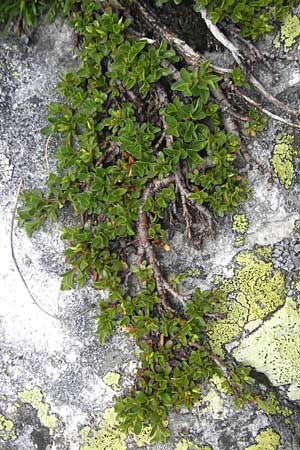 Salix serpillifolia / Thyme-Leaved Willow, A Malta - Valley 19.7.2010