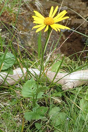 Senecio subalpinus / Mountain Ragwort, A Carinthia, Koralpe 9.8.2016