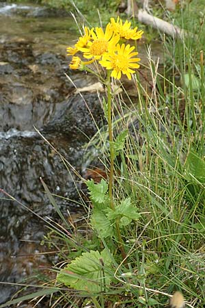 Senecio subalpinus \ Berg-Greiskraut / Mountain Ragwort, A Kärnten/Carinthia, Koralpe 9.8.2016