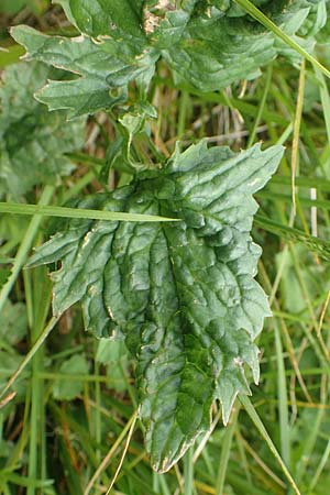 Senecio subalpinus \ Berg-Greiskraut / Mountain Ragwort, A Rax 28.6.2020